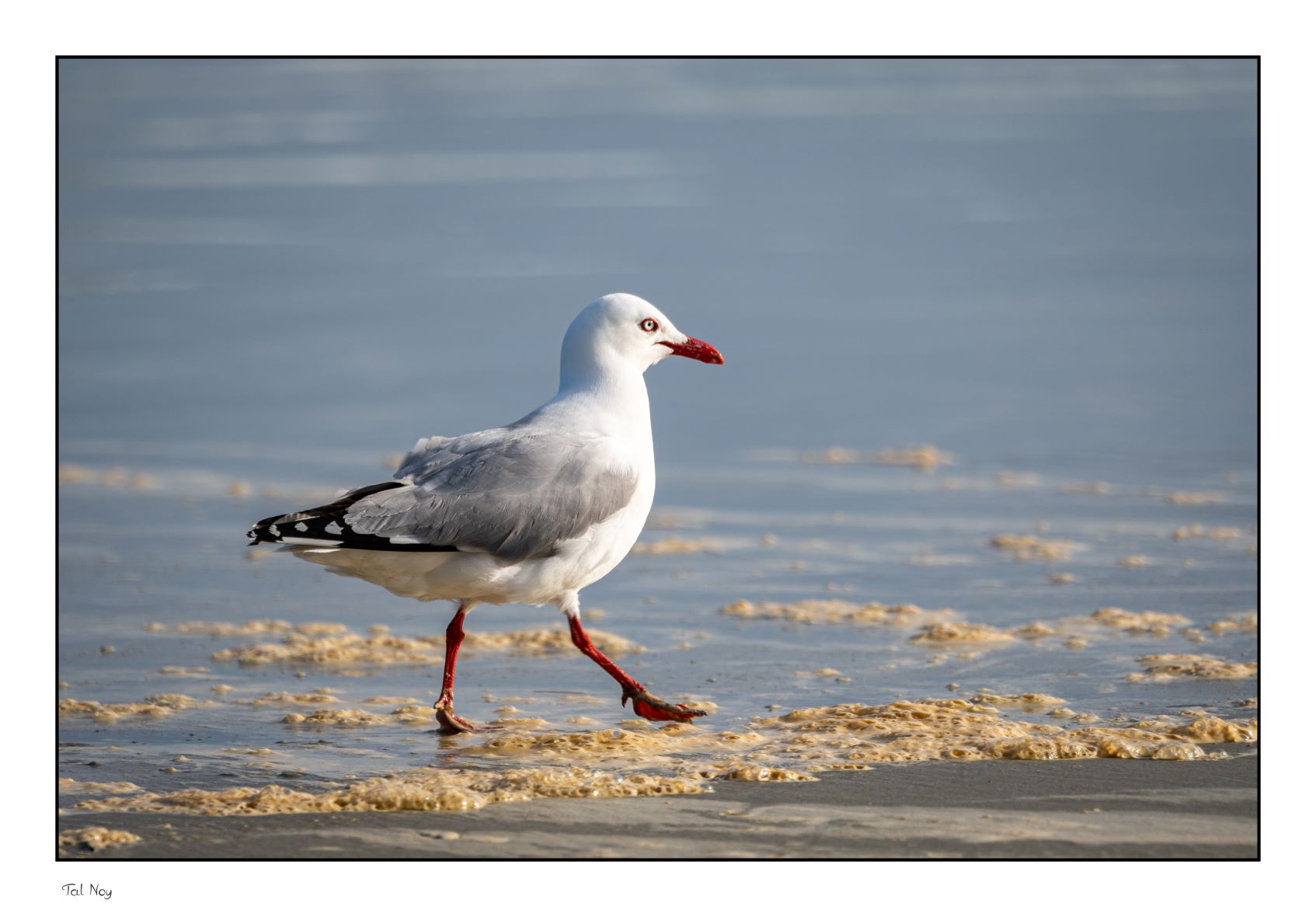 Seagull By The Beach - seagull at golden sunset by the shore